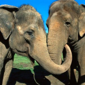 Indian elephants - Hakka Patas / jaw boms / firecrackers